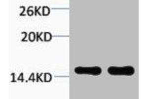 Western blot analysis of 1) Hela, 2) 3T3, diluted at 1:2000. (HIST1H1A/HIST1H1C/HIST1H1D/HIST1H1E (2meLys25) antibody)