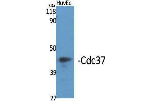 Western Blot (WB) analysis of specific cells using Cdc37 Polyclonal Antibody.