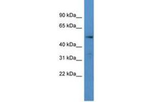 Image no. 1 for anti-Cytochrome P450, Family 24, Subfamily A, Polypeptide 1 (CYP24A1) (AA 420-469) antibody (ABIN6746767) (CYP24A1 antibody  (AA 420-469))