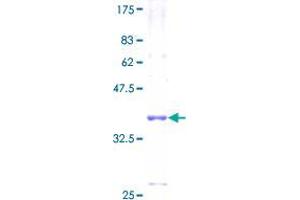 FXYD6 Protein (AA 1-95) (GST tag)