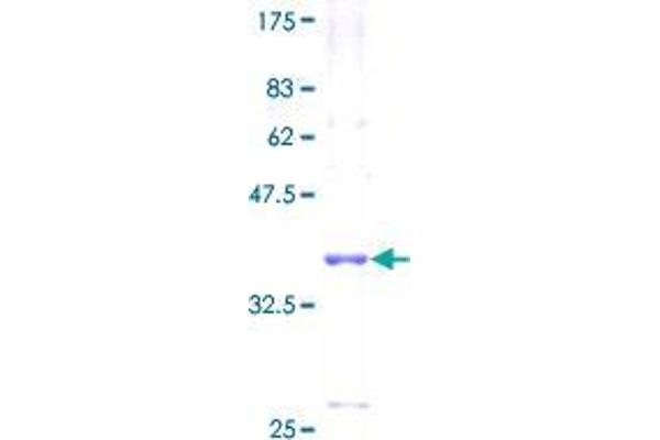 FXYD6 Protein (AA 1-95) (GST tag)