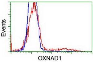 HEK293T cells transfected with either RC203565 overexpress plasmid (Red) or empty vector control plasmid (Blue) were immunostained by anti-OXNAD1 antibody (ABIN2454736), and then analyzed by flow cytometry. (OXNAD1 antibody)