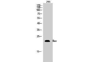 Western Blotting (WB) image for anti-BCL2-Associated X Protein (BAX) (Internal Region) antibody (ABIN3173997) (BAX antibody  (Internal Region))