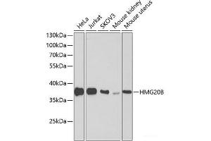 Western blot analysis of extracts of various cell lines using HMG20B Polyclonal Antibody at dilution of 1:1000. (HMG20B antibody)