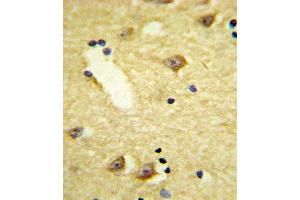 Formalin-fixed and paraffin-embedded human brain tissue reacted with DRD4 Antibody (Center), which was peroxidase-conjugated to the secondary antibody, followed by DAB staining. (DRD4 antibody  (AA 365-391))