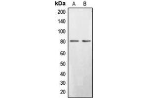 Western blot analysis of BRD3 expression in Saos2 (A), HepG2 (B) whole cell lysates. (BRD3 antibody  (C-Term))