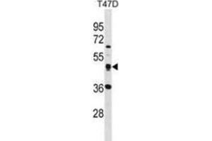 Western blot analysis in T47D cell line lysates (35ug/lane) using SQRDL Antibody . (SQRDL antibody  (Middle Region))