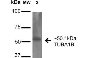 Western blot analysis of Human HeLa cell lysates showing detection of 50. (alpha Tubulin antibody  (Biotin))