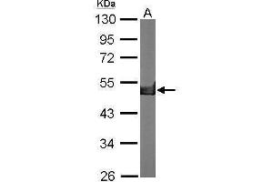 WB Image Sample (50 ug of whole cell lysate) A: Mouse brain 10% SDS PAGE antibody diluted at 1:10000 (CKB antibody)