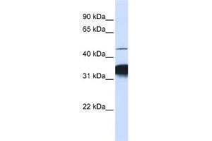 WB Suggested Anti-RXRA Antibody Titration: 0. (Retinoid X Receptor alpha antibody  (C-Term))
