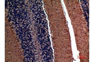 Immunohistochemistry (IHC) analysis of paraffin-embedded Mouse Brain, antibody was diluted at 1:100. (alpha Fetoprotein antibody  (Internal Region))