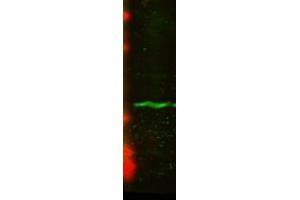 CENP A U2OS lysate 1 in 1000. (CENPA antibody)