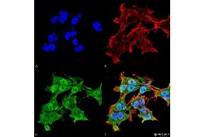 Immunocytochemistry/Immunofluorescence analysis using Mouse Anti-Alpha A Crystallin Monoclonal Antibody, Clone 1H3.