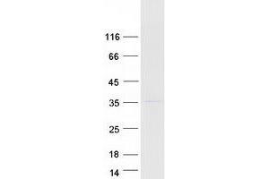 Validation with Western Blot (MRPL19 Protein (Myc-DYKDDDDK Tag))