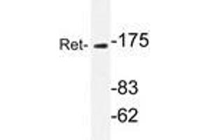 Western blot analyzes of Ret antibody in extracts from K562 cells. (Ret Proto-Oncogene antibody)