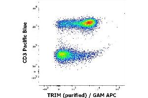 Flow cytometry multicolor intracellular staining of human peripheral whole blood stained using anti-TRIM (TRIM-04) purified antibody (concentration in sample 1 μg/mL, GAM APC) and anti-human CD3 (UCHT1) Pacific Blue antibody (20 μL reagent / 100 μL of peripheral whole blood). (TRIM antibody  (Intracellular))