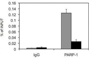 PARP-1 N-terminal antibody tested by ChIP analysis. (PARP1 antibody  (N-Term))