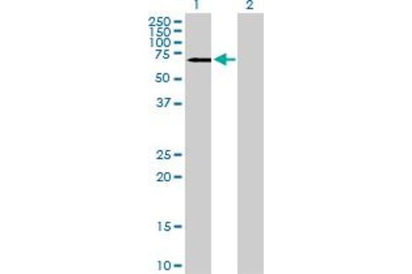 CAMKV antibody  (AA 1-501)