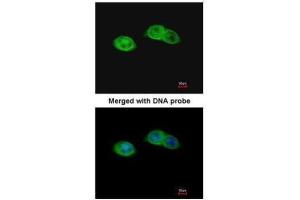 ICC/IF Image Immunofluorescence analysis of paraformaldehyde-fixed A431, using RISC, antibody at 1:200 dilution. (SCPEP1 antibody)