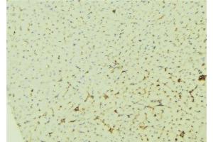 Immunohistochemistry (IHC) image for anti-Apolipoprotein A-I (APOA1) (N-Term) antibody (ABIN6259981)