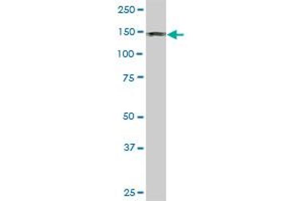 ASAP1 antibody  (AA 1030-1129)