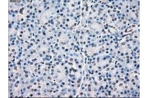 Image no. 5 for anti-P450 (Cytochrome) Oxidoreductase (POR) antibody (ABIN1497747) (POR antibody)