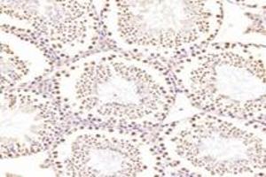 Exportin 7 antibody