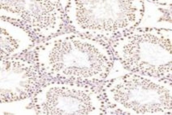 Exportin 7 antibody