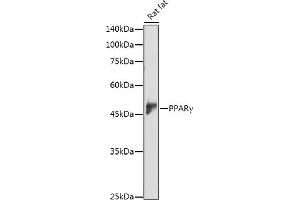 Western Blotting (WB) image for anti-Peroxisome Proliferator-Activated Receptor gamma (PPARG) (AA 50-150) antibody (ABIN3020844)
