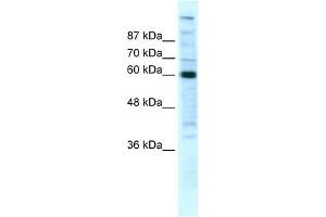 WB Suggested Anti-POLR2B Antibody Titration:  5ug/ml  Positive Control:  HepG2 cell lysate