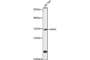 Western blot analysis of extracts of rat liver, using EMX1 antibody (ABIN7266935) at 1:1000 dilution. (EMX1 antibody  (AA 70-190))