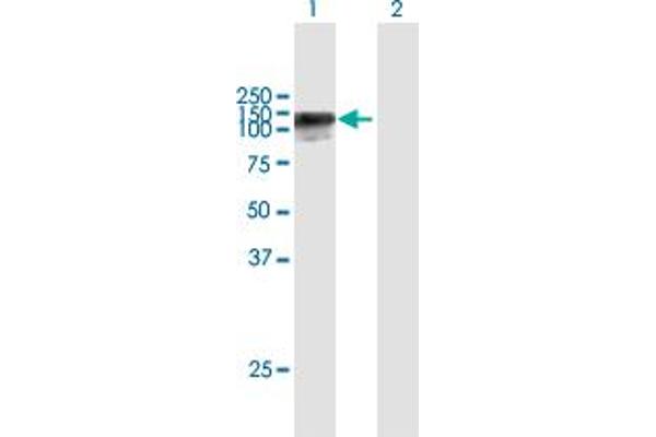 HELLS antibody  (AA 1-838)
