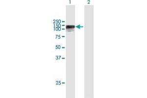 Western Blot analysis of HELLS expression in transfected 293T cell line by HELLS MaxPab polyclonal antibody. (HELLS antibody  (AA 1-838))