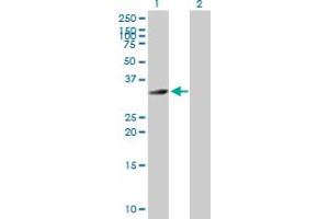 Western Blot analysis of HFE2 expression in transfected 293T cell line by HFE2 MaxPab polyclonal antibody. (HFE2 antibody  (AA 1-313))