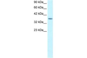 Western Blotting (WB) image for anti-Ribosomal Protein S16 (RPS16) antibody (ABIN2460744) (RPS16 antibody)