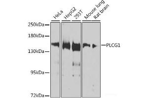 Western blot analysis of extracts of various cell lines using PLCG1 Polyclonal Antibody at dilution of 1:1000. (Phospholipase C gamma 1 antibody)