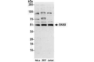 anti-Sorting Nexin 8 (SNX8) (AA 350-400) antibody