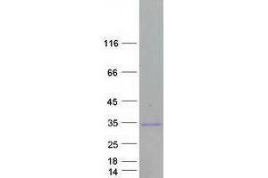 Validation with Western Blot (LIN28A Protein (Myc-DYKDDDDK Tag))