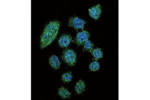 Confocal immunofluorescent analysis of IRF9 Antibody (N-term) (ABIN655818 and ABIN2845242) with Hela cell followed by Alexa Fluor 488-conjugated goat anti-rabbit lgG (green). (IRF9 antibody  (AA 75-104))