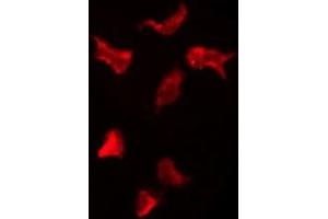 ABIN6276120 staining HepG2 by IF/ICC. (OR13H1 antibody  (C-Term))