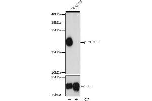 Western blot analysis of extracts of NIH/3T3 cells, using Phospho-CFL1-S3 pAb (ABIN3019727, ABIN3019728, ABIN3019729 and ABIN1681472) at 1:1000 dilution or CFL1 antibody (ABIN6134284, ABIN6138463, ABIN6138464 and ABIN6218805). (Cofilin antibody  (pSer3))