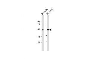 Western Blot at 1:2000 dilution Lane 1: human brain lysate Lane 2: human heart lysate Lysates/proteins at 20 ug per lane. (PCOLCE2 antibody  (AA 201-230))