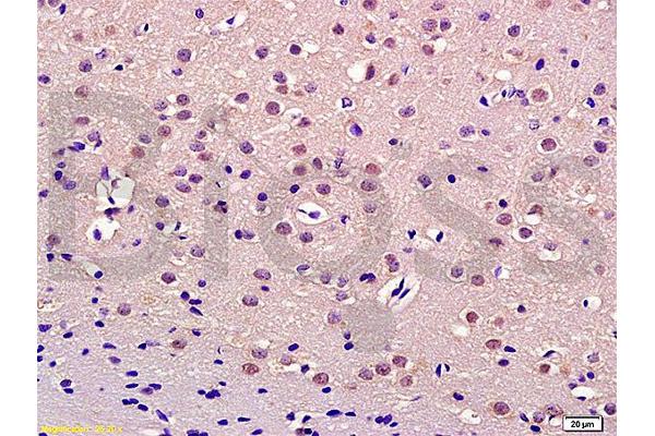 THRAP3 antibody  (AA 631-730)