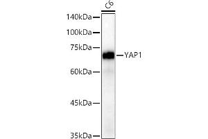 Western blot analysis of extracts of C6 cells, using Y antibody (ABIN7271418) at 1:20000 dilution.