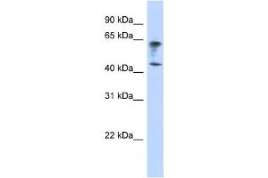 Western Blotting (WB) image for anti-Immunoglobulin Superfamily, Member 11 (IGSF11) antibody (ABIN2458883) (IGSF11 antibody)