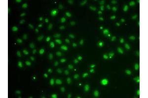 Immunofluorescence analysis of A-549 cells using POU6F1 antibody. (POU6F1 antibody  (AA 1-301))