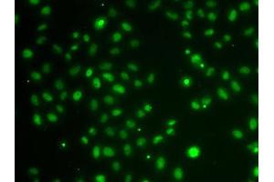 Immunofluorescence analysis of A-549 cells using POU6F1 antibody. (POU6F1 antibody  (AA 1-301))