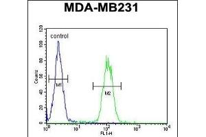 S1 Antibody (N-Term) (ABIN651199 and ABIN2840127) flow cytometric analysis of MDA-M cells (right histogram) compared to a negative control cell (left histogram). (AP1S1 antibody  (N-Term))