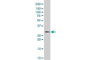 Ephrin A5 antibody  (AA 114-203)