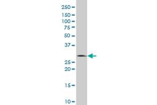 Ephrin A5 antibody  (AA 114-203)